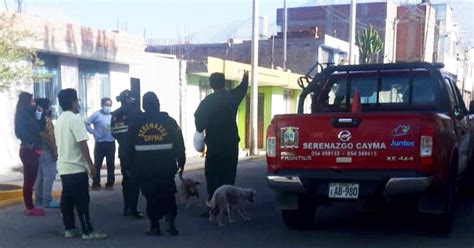 Arequipa Encuentran A Canes Muertos Y Municipio De Cayma Investiga