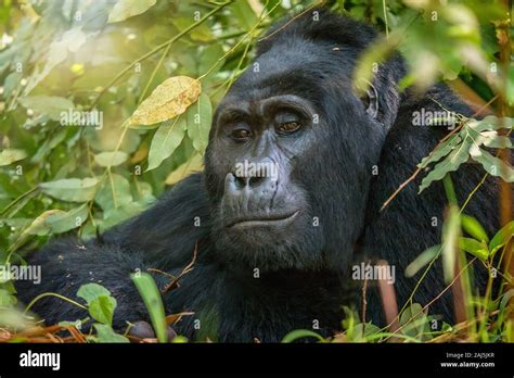 Silverback gorilla eyes hi-res stock photography and images - Alamy