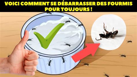 Voici comment se débarrasser des fourmis pour toujours YouTube