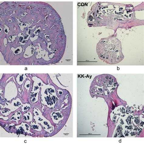 Histology Photomicrographs Showing Hande Staining Of The Micro Structure Download Scientific