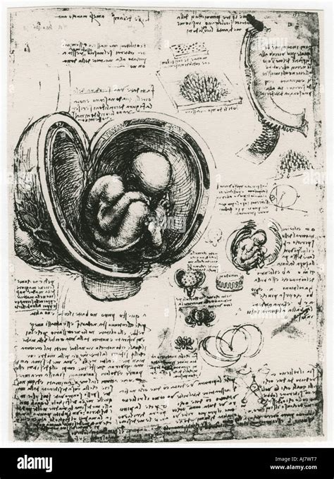 Leonardo da vinci drawing foetus hi-res stock photography and images - Alamy