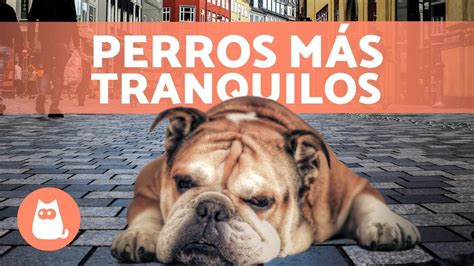 RAZAS de PERROS más TRANQUILOS TOP 10 YouTube