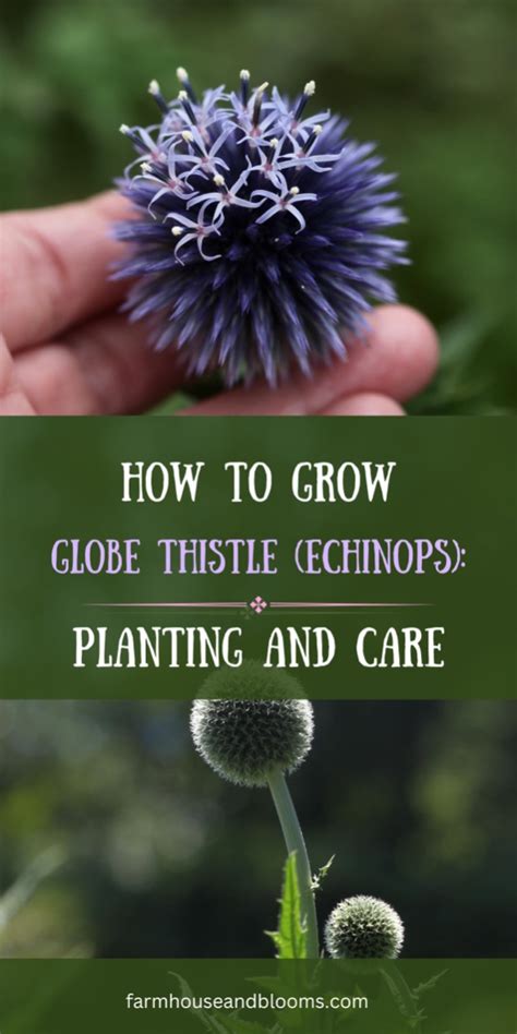 How To Grow Globe Thistle Echinops Planting And Care Artofit