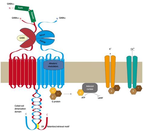 Modulation Of Cell Surface Gabab Receptors By Desensitization Trafficking And Regulated Degradation