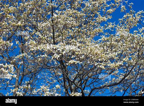 Why Are Dogwood Trees Called That