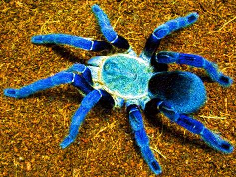 Baby Cobalt Blue Tarantula