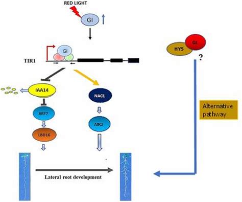 Full Article Gigantea Regulates Lateral Root Formation By Modulating