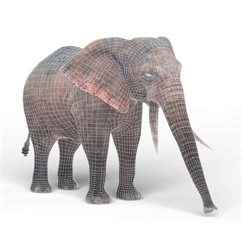 African Elephant 3d Model By Treeworld3d