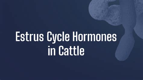 Estrus Cycle Hormones In Cattle By Neel Shah On Prezi