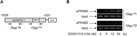 Pparδ Associates Physically With The Ppre Within The Adamts1 Promoter