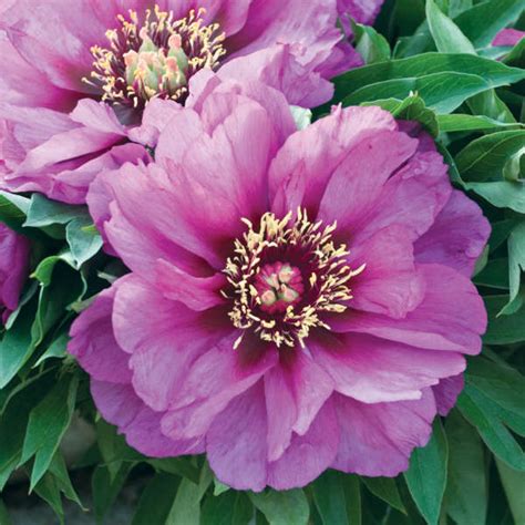 Paeonia Itoh Morning Lilac Van Berkum Nursery