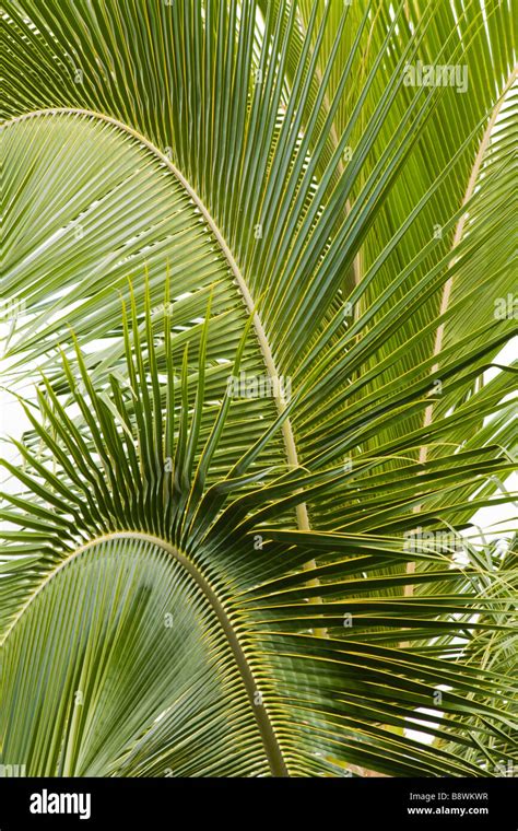 Coconut Fronds High Resolution Stock Photography and Images - Alamy