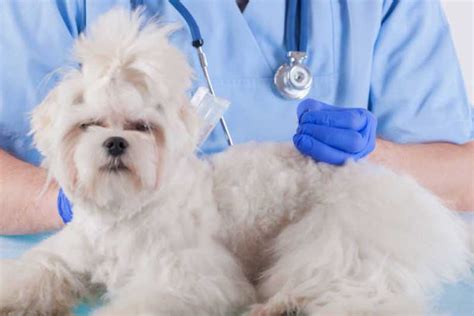 Acupuntura De Cachorro Centro Acupuntura Em Gatos Ubavet Clinica