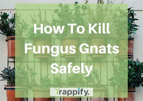 How To Kill Fungus Gnats Safely And Effectively Trappify