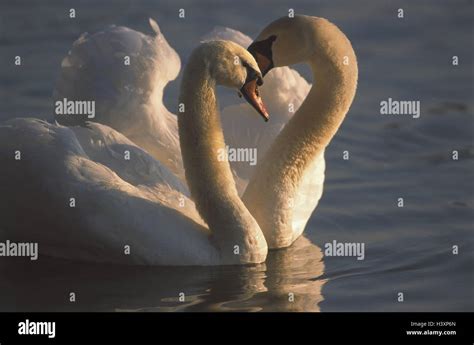 El Lago De Los Cisnes La Joroba De Cygnus Olor Tacto Nadar Europa