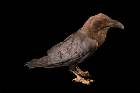 Bir041 00041 Joel Sartore