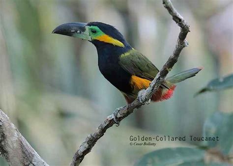 Tambopata Reserve Special 10 Days - Birds Of Peru Tours