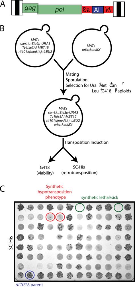 Modified Synthetic Genetic Array Screen For Rhf Mutants A Schematic