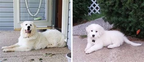 15 Before And After Photos Of Dogs, From Adorable To Powerful Adults15 ...