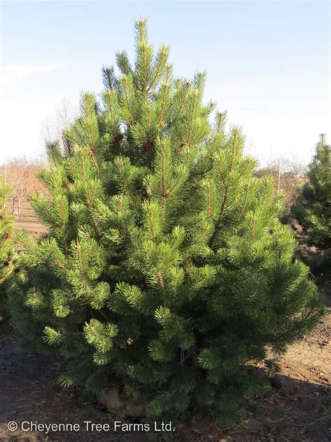 Pine Mountain Cheyenne Tree Farm Trees Shrubs Perennials