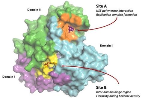 Ijms Free Full Text Discovery Of Novel Druggable Sites On Zika