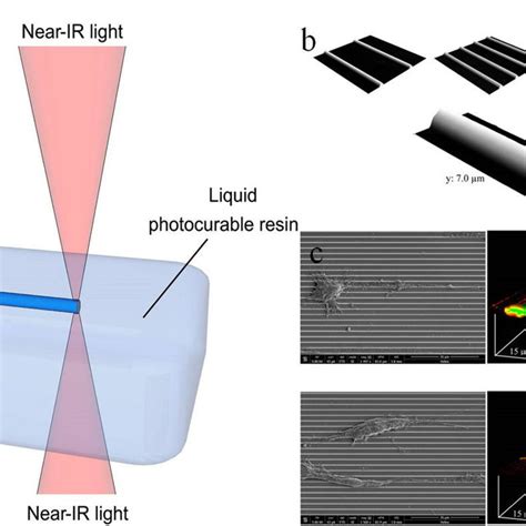 Scheme Of Bottom Up Stereolithography Sla And Top Down Digital Light Download Scientific