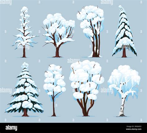 Deciduous And Coniferous Species Trees With Snow Covered Branches