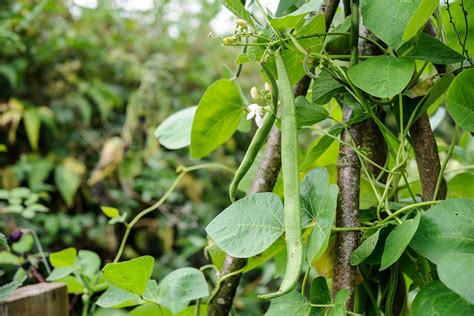 Five Of The Best Runner Beans To Grow Bbc Gardeners World Magazine