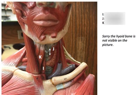 Neck Lab Model Diagram Quizlet