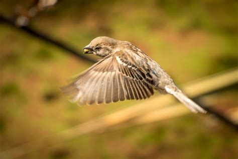 Female Sparrow Flying With Food Stock Image Image Of Food Beak