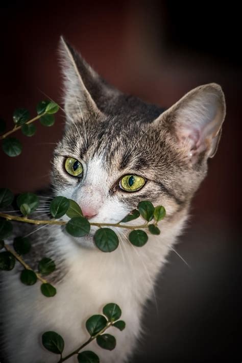 Imagem Gratuita Amarelo Esverdeado Olhos Gatinho Olhando