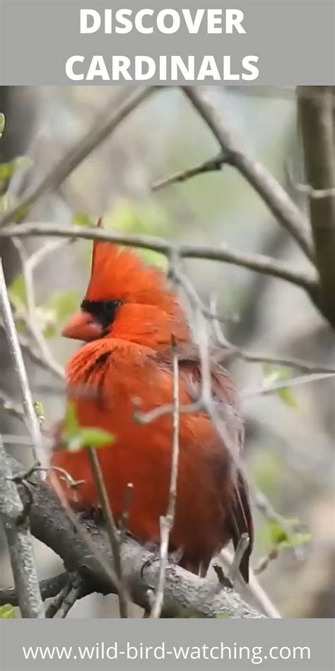 Northern Cardinal Habits What They Eat When They Nest Mating Habits