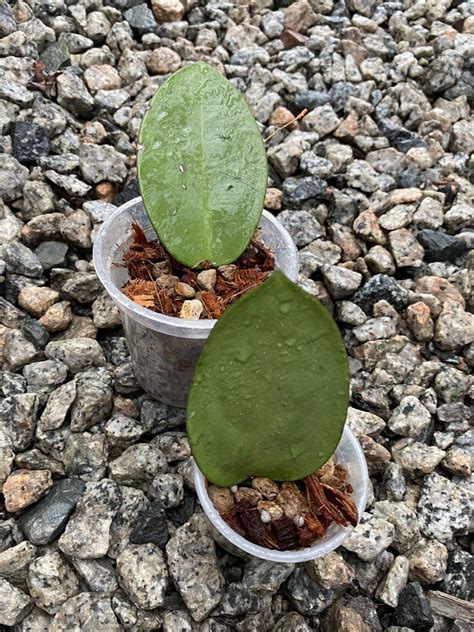 Rare Hoya Silver Dollar Furniture And Home Living Gardening Plants