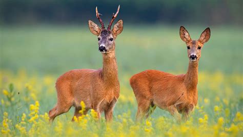 Hegering Wildackermischung Rehwild