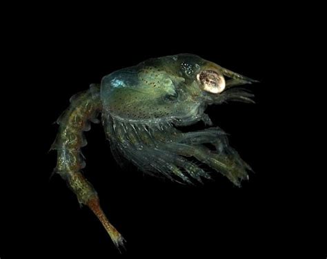 Picture 3 of 6 - Lobster (Nephropidae) Pictures & Images - Animals - A ...