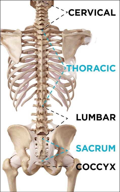 Tailbone Injury & Coccyx Pain | Coccyx pain, Back stretches for pain ...