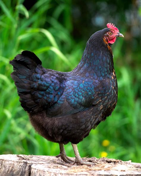 Jersey Giant Chicken Breed Profile Facts Pictures