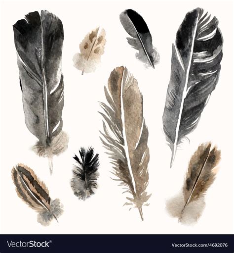 Watercolor Feathers Set On White Background Vector Image