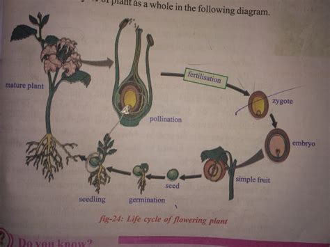 Explain The Life Cycle Of Flowering Plant