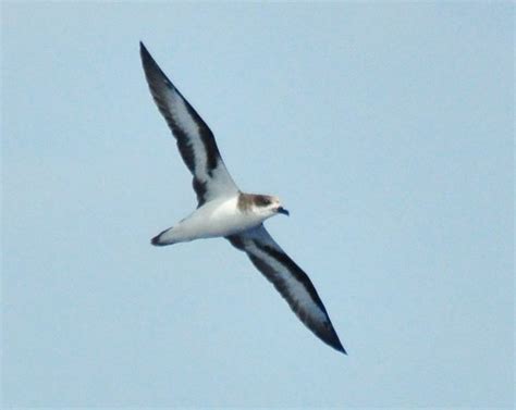 Bermuda Petrel Bird Photo Call And Song Pterodroma Cahow Aestrelata