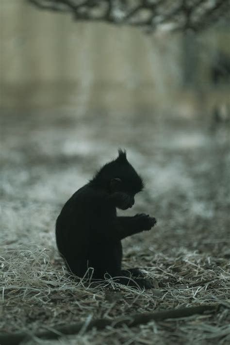 Black Baby Monkey on Ground · Free Stock Photo