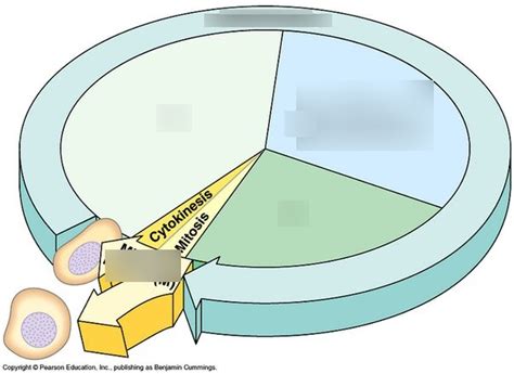 Biology Section Figure Diagram Quizlet