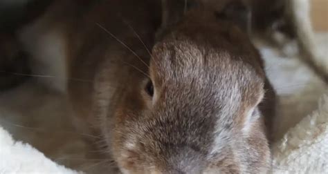 La Bible Des Crottes De Lapin Signification Normal Alerte Ou Danger