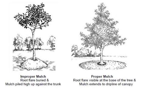 Mulch Volcanoes And The Threats They Pose To Valuable Trees Total