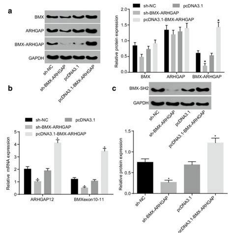 The Regulatory Mechanism Of Bmx Arhgap In The Properties Of Gc Stem