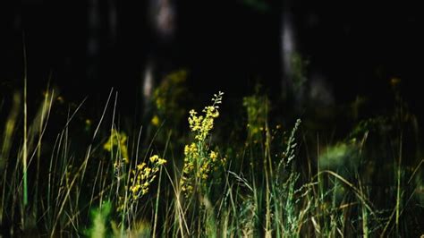 Muore Dopo Aver Mangiato Fiori Raccolti Nel Bosco