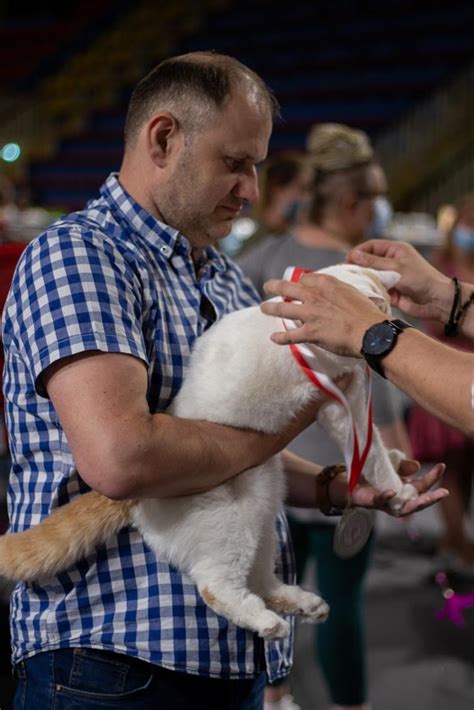 XXVII i XXVIII Międzynarodowa Wystawa Kotów w Łodzi 3 4 lipca 2021