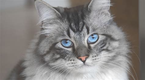 Ragdoll Tabby Mix Breed Overview - Love Your Cat