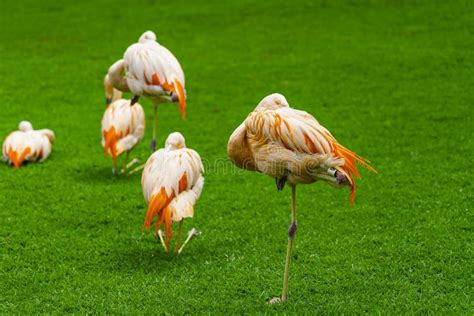 Closeup Of Beautiful Flamingos Group On The Grass In The Park Vibrant Birds On A Green Lawn On