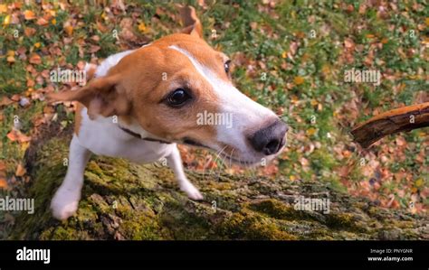 Jack Russell Terrier background. Dog training background Stock Photo - Alamy